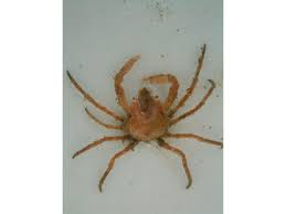 Image result for Hyas coarctatus