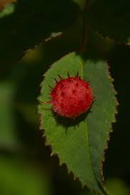 Attēlu rezultāti vaicājumam “Diplolepis bicolor”