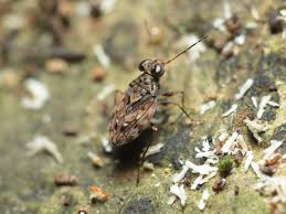 Attēlu rezultāti vaicājumam “Saldula saltatoria”