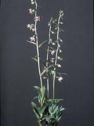 Attēlu rezultāti vaicājumam “Epipactis palustris leaf”