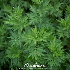 Image result for Artemisia vulgaris