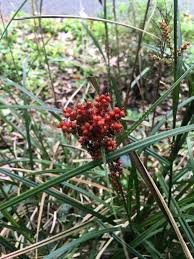Attēlu rezultāti vaicājumam “Carex diandra fruit”