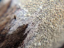 Attēlu rezultāti vaicājumam “Neocudoniella albiceps”