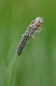 Attēlu rezultāti vaicājumam “Breidleria pratensis”