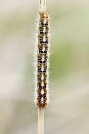 Attēlu rezultāti vaicājumam “Lasiocampa quercus larva”