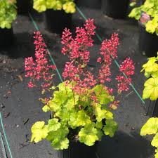 Image result for Heuchera `Swirling Fantasy`