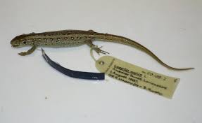 Attēlu rezultāti vaicājumam “Lacerta agilis”