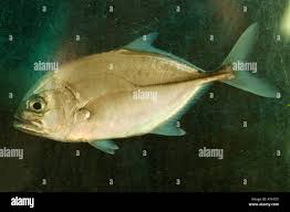 Image result for Caranx latus