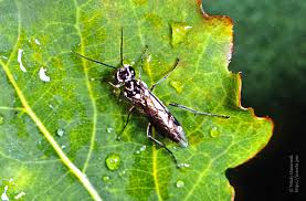 Attēlu rezultāti vaicājumam “Acantholyda posticalis”