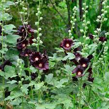 Image result for Stockrose