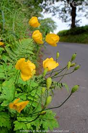 Image result for Meconopsis cambrica