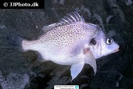 Image result for Pomadasys commersonnii