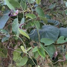 Attēlu rezultāti vaicājumam “Aristolochiaceae”