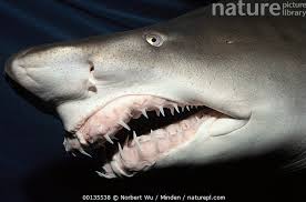 Image result for Carcharias taurus