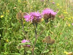 Attēlu rezultāti vaicājumam “Centaurea phrygia bud”