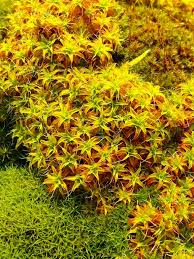 Attēlu rezultāti vaicājumam “Syntrichia virescens”