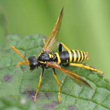 Attēlu rezultāti vaicājumam “Tenthredo scrophulariae”