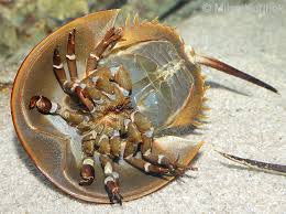 Image result for Limulus polyphemus