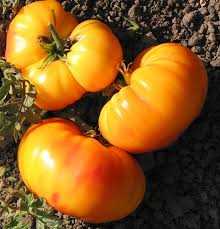 Afbeeldingsresultaat voor marizol purple tomato