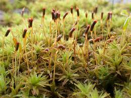 Attēlu rezultāti vaicājumam “Bryoerythrophyllum recurvirostrum sporophyte”