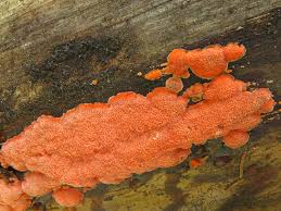 Attēlu rezultāti vaicājumam “Rhodonia placenta”