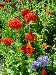 Attēlu rezultāti vaicājumam “Silene chalcedonica”