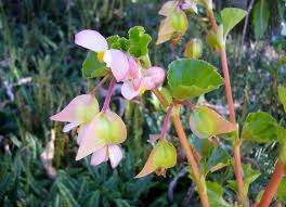Image result for Begonia cucullata var. Hookeri
