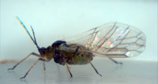 Attēlu rezultāti vaicājumam “Thecabius affinis nymph”