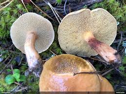 Attēlu rezultāti vaicājumam “Fuligo licentii”