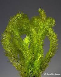 「水蘊草」的圖片搜尋結果