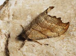 Attēlu rezultāti vaicājumam “Falcaria lacertinaria”