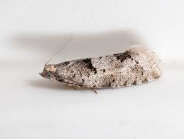 Attēlu rezultāti vaicājumam “Epinotia trigonella”