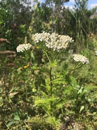 Attēlu rezultāti vaicājumam “Achillea millefolium flower”