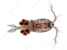 Attēlu rezultāti vaicājumam “Copepoda”