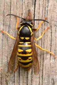 Attēlu rezultāti vaicājumam “Vespula rufa”