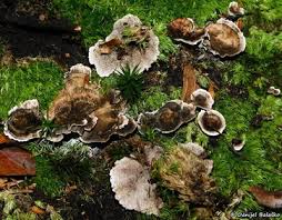 Attēlu rezultāti vaicājumam “Phellodon melaleucus”