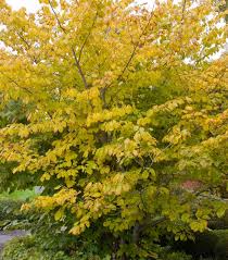 Attēlu rezultāti vaicājumam “Hamamelis virginiana”