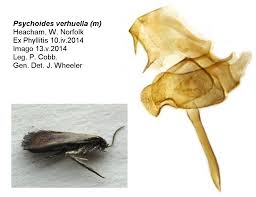 Attēlu rezultāti vaicājumam “Semioscopis avellanella imago”