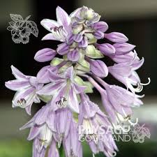 Attēlu rezultāti vaicājumam “Hosta sp. flower”