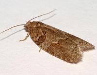 Attēlu rezultāti vaicājumam “Eana incanana”