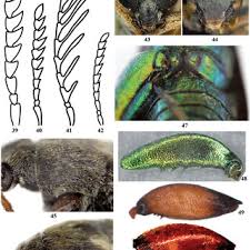 Attēlu rezultāti vaicājumam “Diderma cinereum”