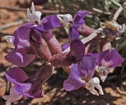 Attēlu rezultāti vaicājumam “Astragalus arenarius flower”