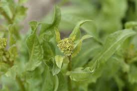 Attēlu rezultāti vaicājumam “Bunias orientalis bud”