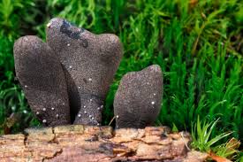 Attēlu rezultāti vaicājumam “Xylaria polymorpha”