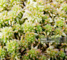 Attēlu rezultāti vaicājumam “Sphagnum papillosum”