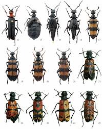 Attēlu rezultāti vaicājumam “Meloe sp.”