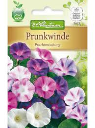 Image result for Prunkwinde