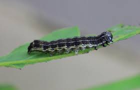 Attēlu rezultāti vaicājumam “Orthosia cruda”