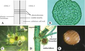 Attēlu rezultāti vaicājumam “Nitella sp.”