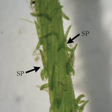 Attēlu rezultāti vaicājumam “Chara polyacantha”